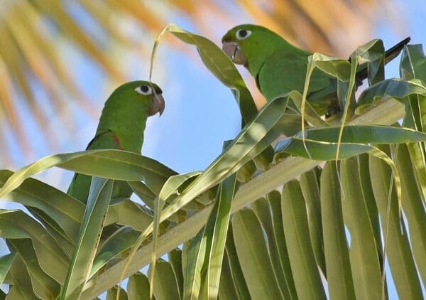 Wild Hispaniolan Conure perch on a palm frond