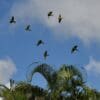 A flock of wild Hispaniolan Conures flies overhead