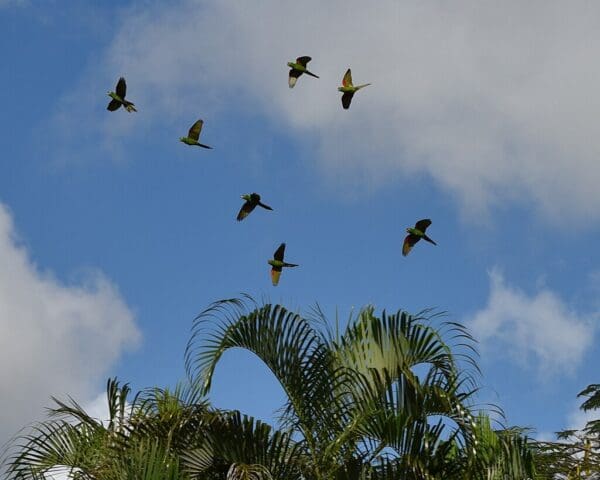 A flock of wild Hispaniolan Conures flies overhead