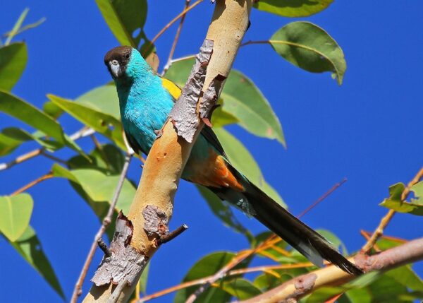 A wild Hooded Parrot perches on a branch