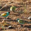 A flock of wild Hooded Parrots forages on the ground
