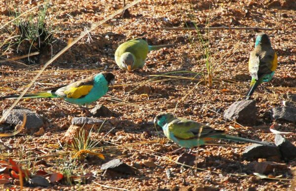 A flock of wild Hooded Parrots forages on the ground