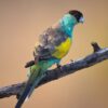 A wild male Hooded Parrot perches on a branch