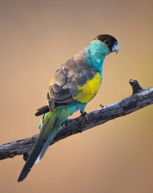 A wild male Hooded Parrot perches on a branch