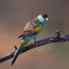 A wild male Hooded Parrot perches on a branch