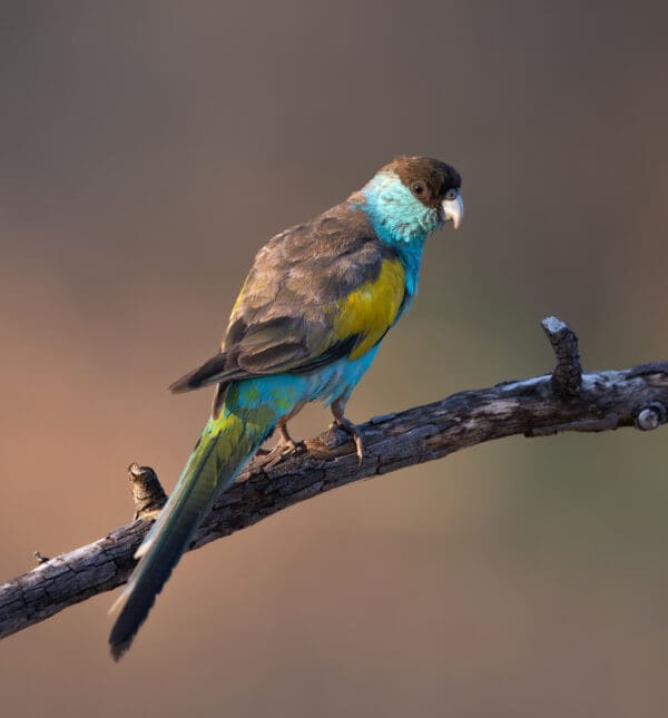 A wild male Hooded Parrot perches on a branch
