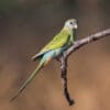 A wild female Hooded Parrot perches on a branch