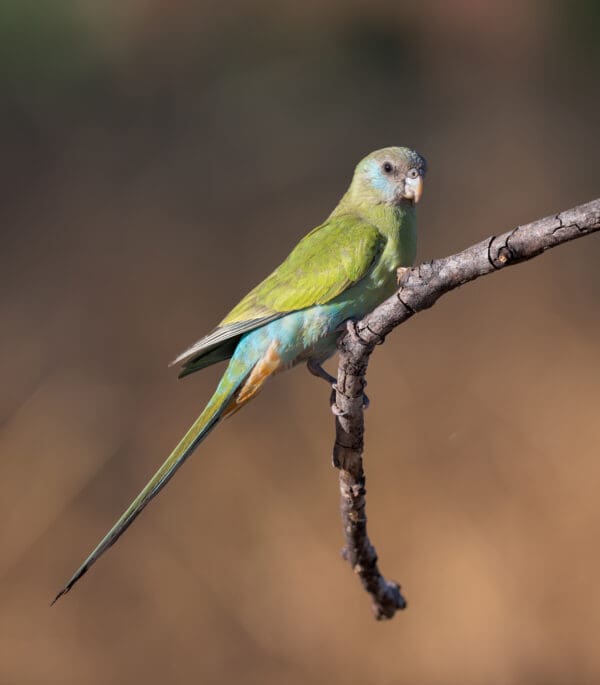 A wild female Hooded Parrot perches on a branch