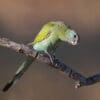 A wild female Hooded Parrot perches on a branch