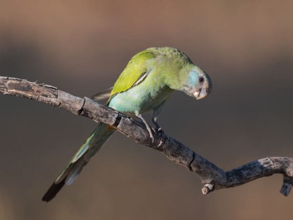 A wild female Hooded Parrot perches on a branch