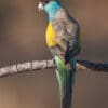 A wild male Hooded Parrot perches on a branch