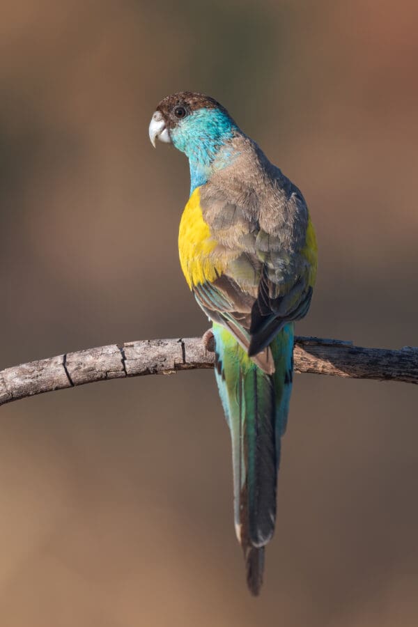 A wild male Hooded Parrot perches on a branch