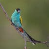 A wild Hooded Parrot perches on a branch