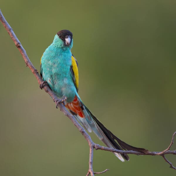 A wild Hooded Parrot perches on a branch