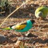 Wild Hooded Parrots forage on the ground