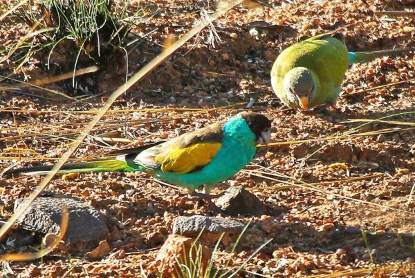 Wild Hooded Parrots forage on the ground