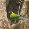 A wild Horned Parakeet perches at a tree cavity