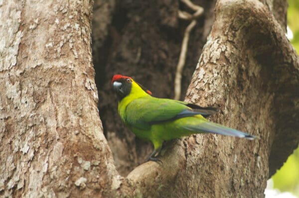 A wild Horned Parakeet perches at a tree cavity