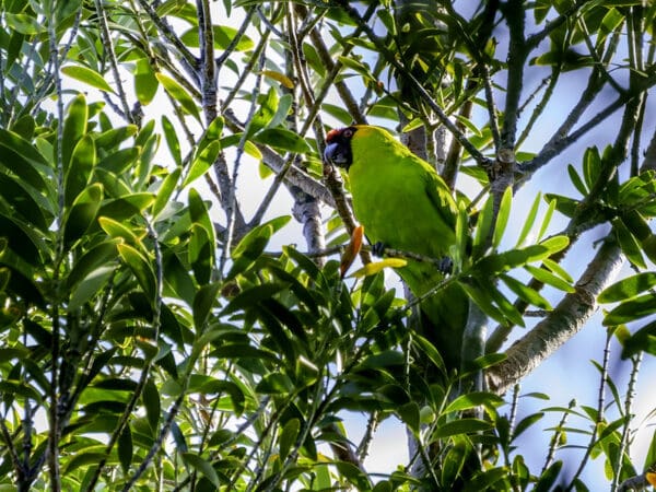 A wild Horned Parakeet perches in a tree