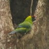 A wild Horned Parakeet perches at a tree cavity