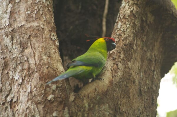 A wild Horned Parakeet perches at a tree cavity