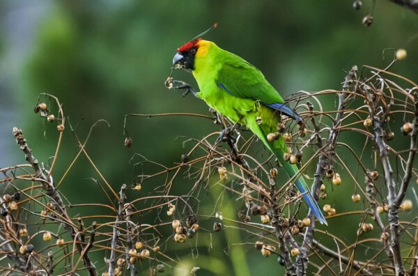 A wild Horned Parakeet feeds on fruits