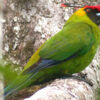 A wild Horned Parakeet perches on limb