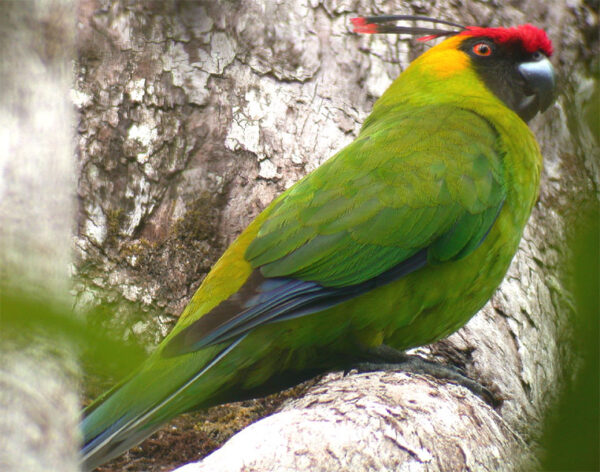 A wild Horned Parakeet perches on limb