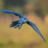 © Corey Raffel A wild Hyacinth Macaw taxis in for a landing