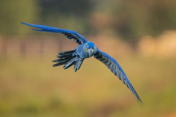 A wild Hyacinth Macaw taxis in for a landing
