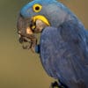 © Corey Raffel A wild Hyacinth Macaw feeds on nuts