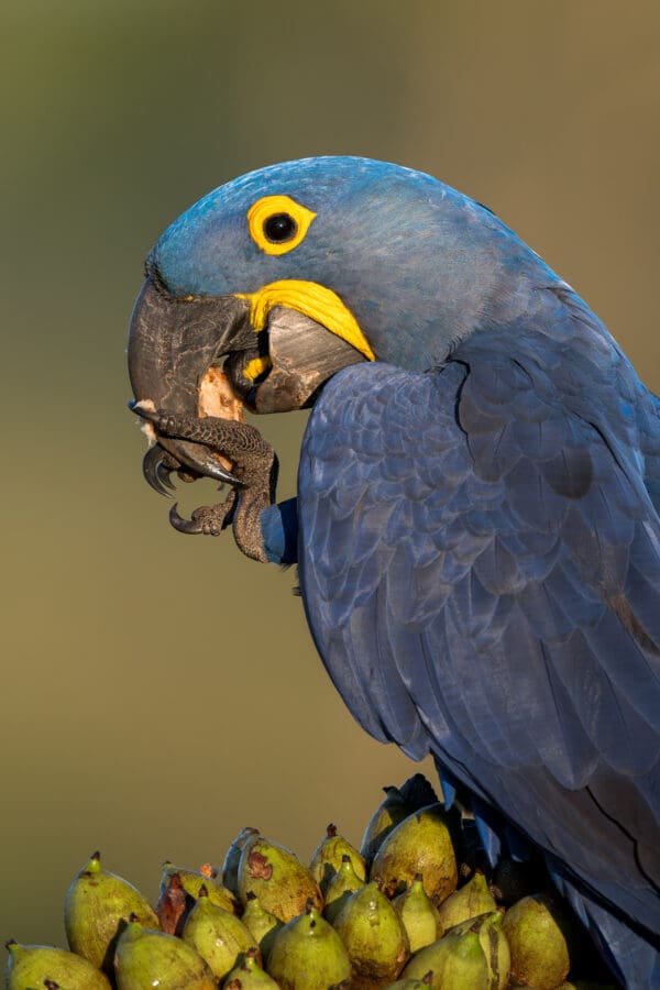 A wild Hyacinth Macaw feeds on nuts