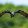 © Corey Raffel A wild Hyacinth Macaw in flight