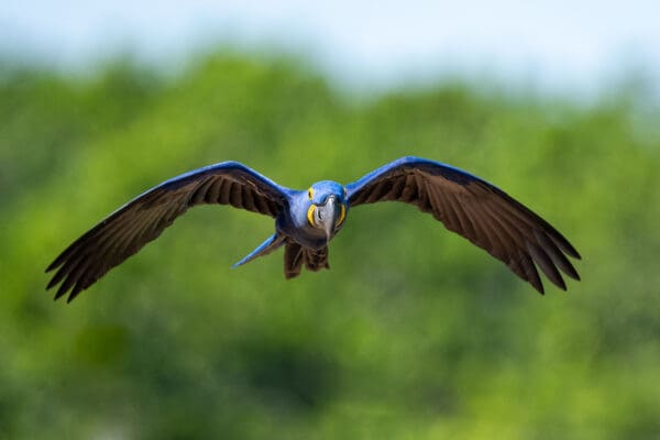 A wild Hyacinth Macaw in flight