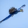 © Corey Raffel A wild Hyacinth Macaw in flight