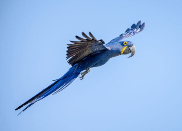 A wild Hyacinth Macaw in flight