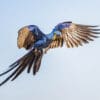 © Corey Raffel A wild Hyacinth Macaw in flight