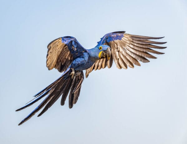 A wild Hyacinth Macaw in flight