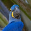 © Corey Raffel A closeup of a wild Hyacinth Macaw