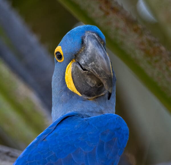 A closeup of a wild Hyacinth Macaw