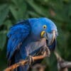 © Corey Raffel A wild Hyacinth Macaw perches on a branch
