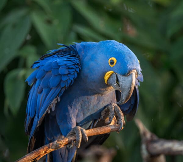 A wild Hyacinth Macaw perches on a branch