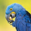 © Corey Raffel A closeup of a wild Hyacinth Macaw feeding on nuts
