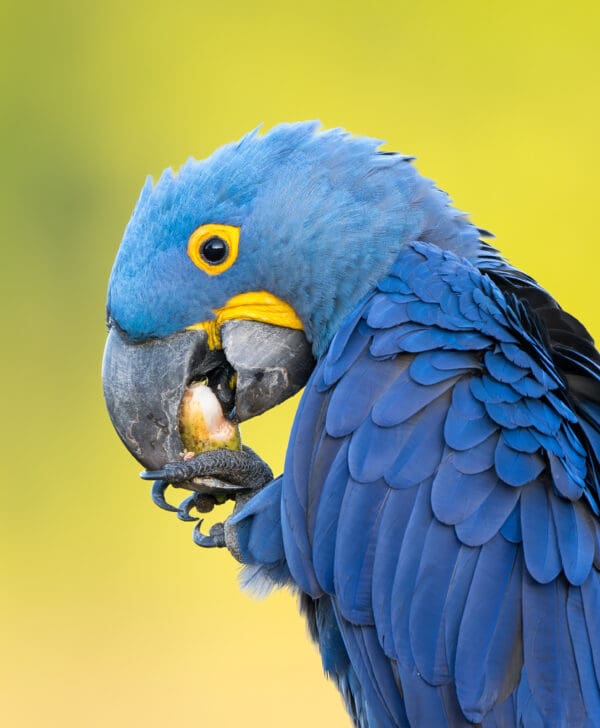 A closeup of a wild Hyacinth Macaw feeding on nuts