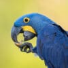 © Corey Raffel A wild Hyacinth Macaw feeds on nuts