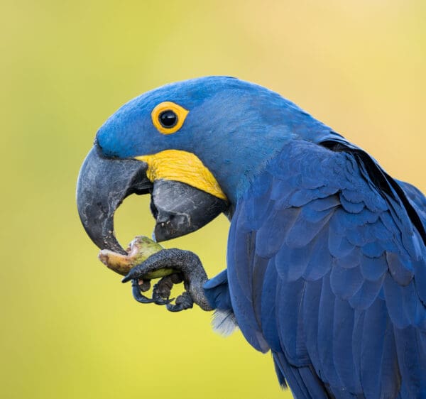 A wild Hyacinth Macaw feeds on nuts