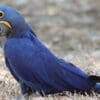A wild Hyacinth Macaw forages on the ground