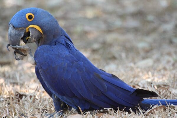 A wild Hyacinth Macaw forages on the ground