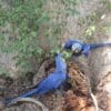 Wild Hyacinth Macaws cling to a tree trunk