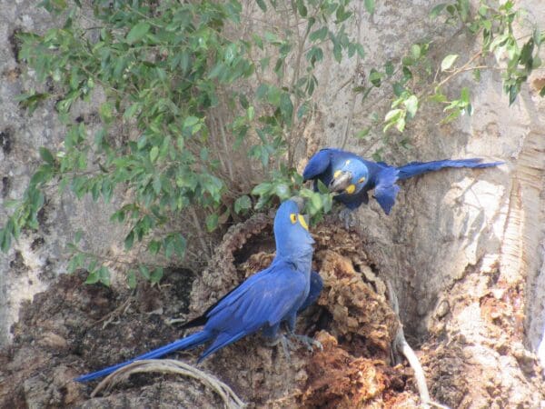 Wild Hyacinth Macaws cling to a tree trunk